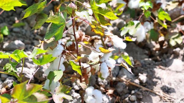 Хлопок - Sputnik Таджикистан