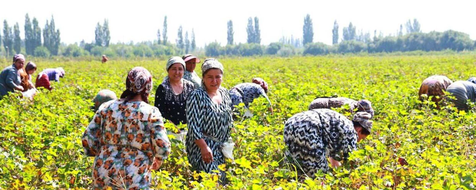 Сбор хлопка в Согдийской области - Sputnik Тоҷикистон, 1920, 25.10.2025