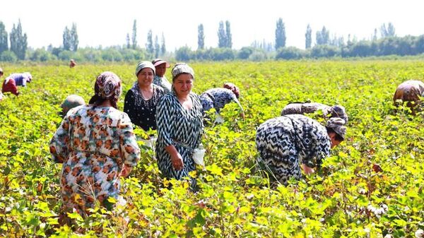 Сбор хлопка в Согдийской области - Sputnik Тоҷикистон
