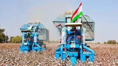 Сбор урожая хлопка.