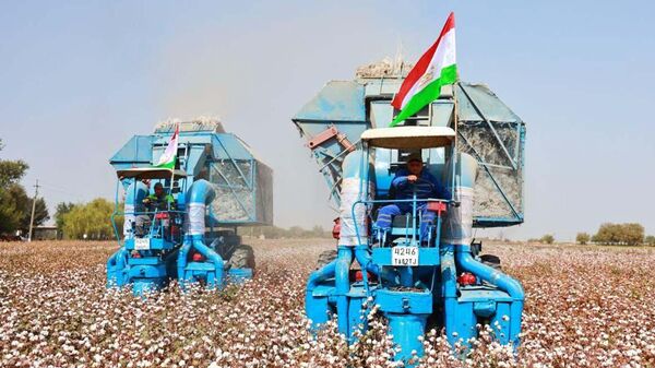 Сбор урожая хлопка.  - Sputnik Таджикистан