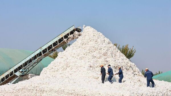 Сбор урожая хлопка в Согдийской области  - Sputnik Таджикистан