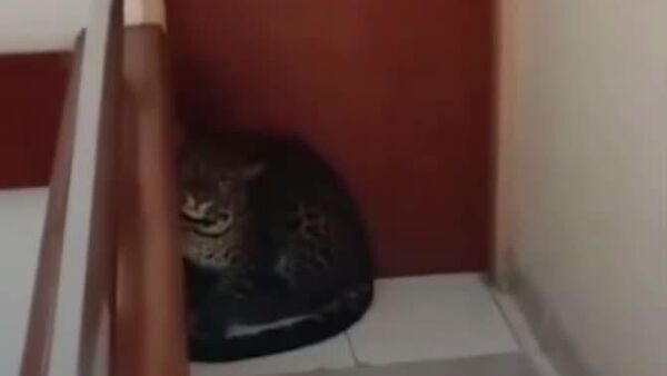 Не домашняя кошка - Sputnik Таджикистан