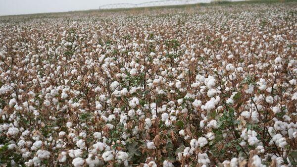 В Бободжон Гафуровском районе собрали более 9,7 тыс - Sputnik Таджикистан