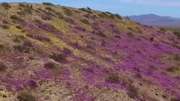 Невероятно красиво: в Чили зацвела самая засушливая в мире пустыня - Sputnik Таджикистан