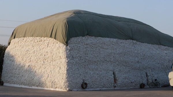 Хатлон 83% нақшаи ҷамъоварии пахтаро иҷро кард - Sputnik Тоҷикистон