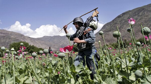 Вооруженный афганский полицейский уничтожает плантацию опиумного мака в Нургале, Афганистан. Архивное фото - Sputnik Тоҷикистон