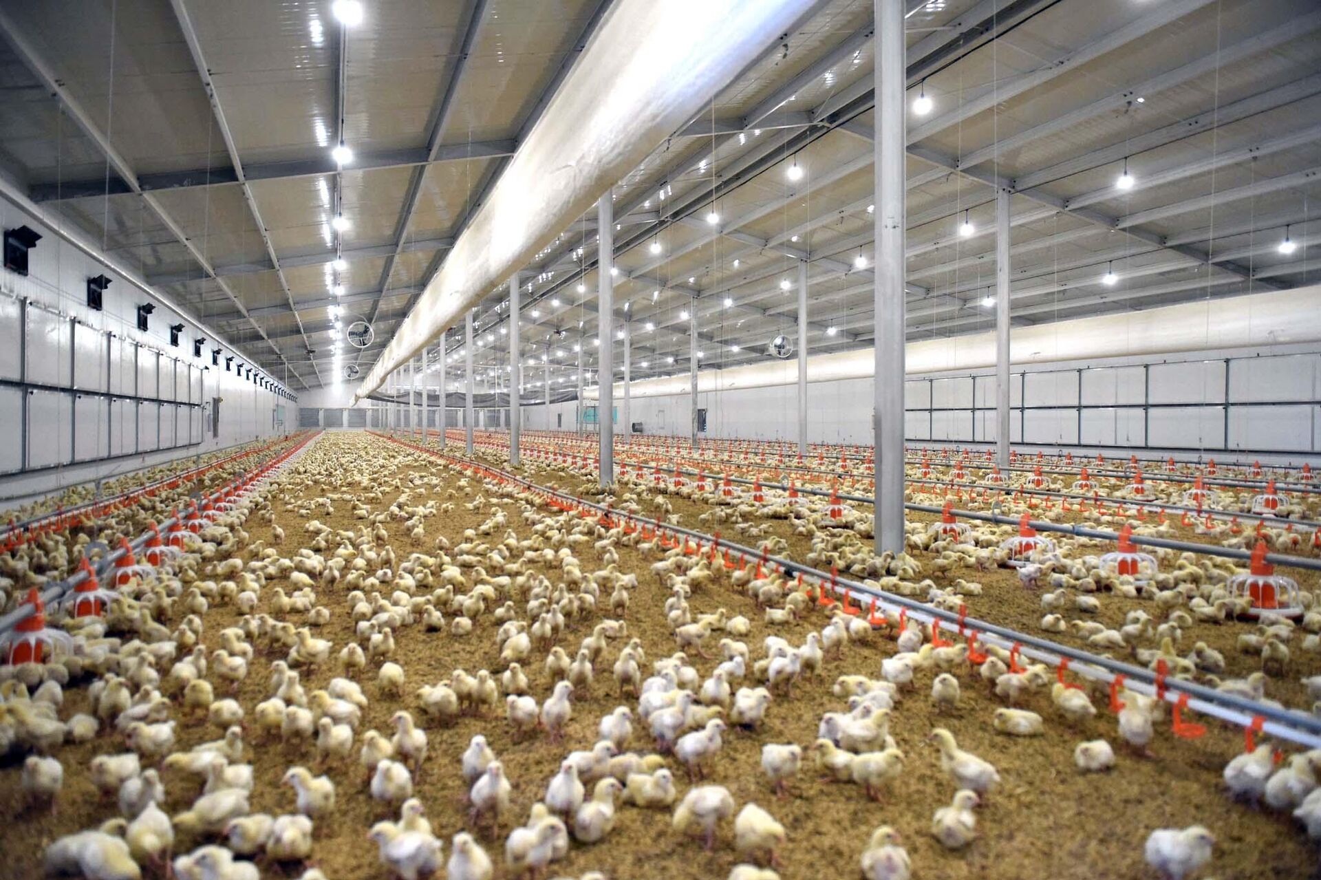 Птицефабрика в селе Пушинг Дангаринского района - Sputnik Тоҷикистон, 1920, 24.10.2025