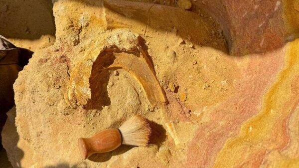 Российские палеонтологи нашли в Таджикистане череп динозавра - Sputnik Таджикистан