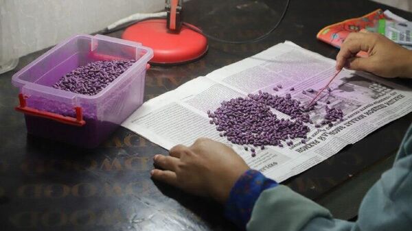 Яке аз калонтарин корхонаҳои коркарди пахтаи Хатлон - “Ҷунтай Хатлон Син-Силу”, аз ҳосили пахтаи имсола 500 тонна тухмии хушсифати пунбадонаро коркард кардааст - Sputnik Тоҷикистон