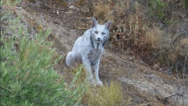 В Испании впервые сняли уникальную белую рысь - Sputnik Таджикистан