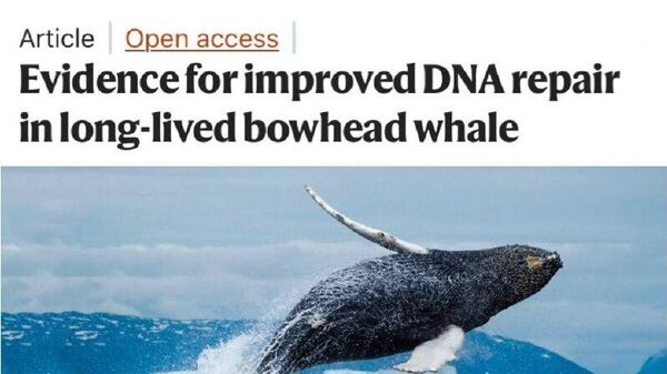 Ученые нашли в китах белок, способный продлить жизнь человека - Sputnik Таджикистан