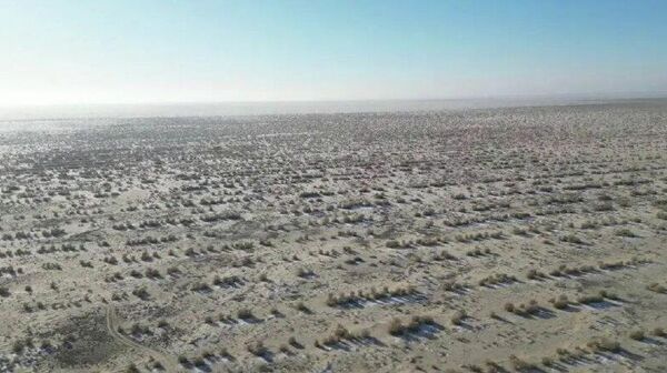 Дар қаъри баҳри Арал ба таври васеъ саксаул мешинонанд - Sputnik Тоҷикистон