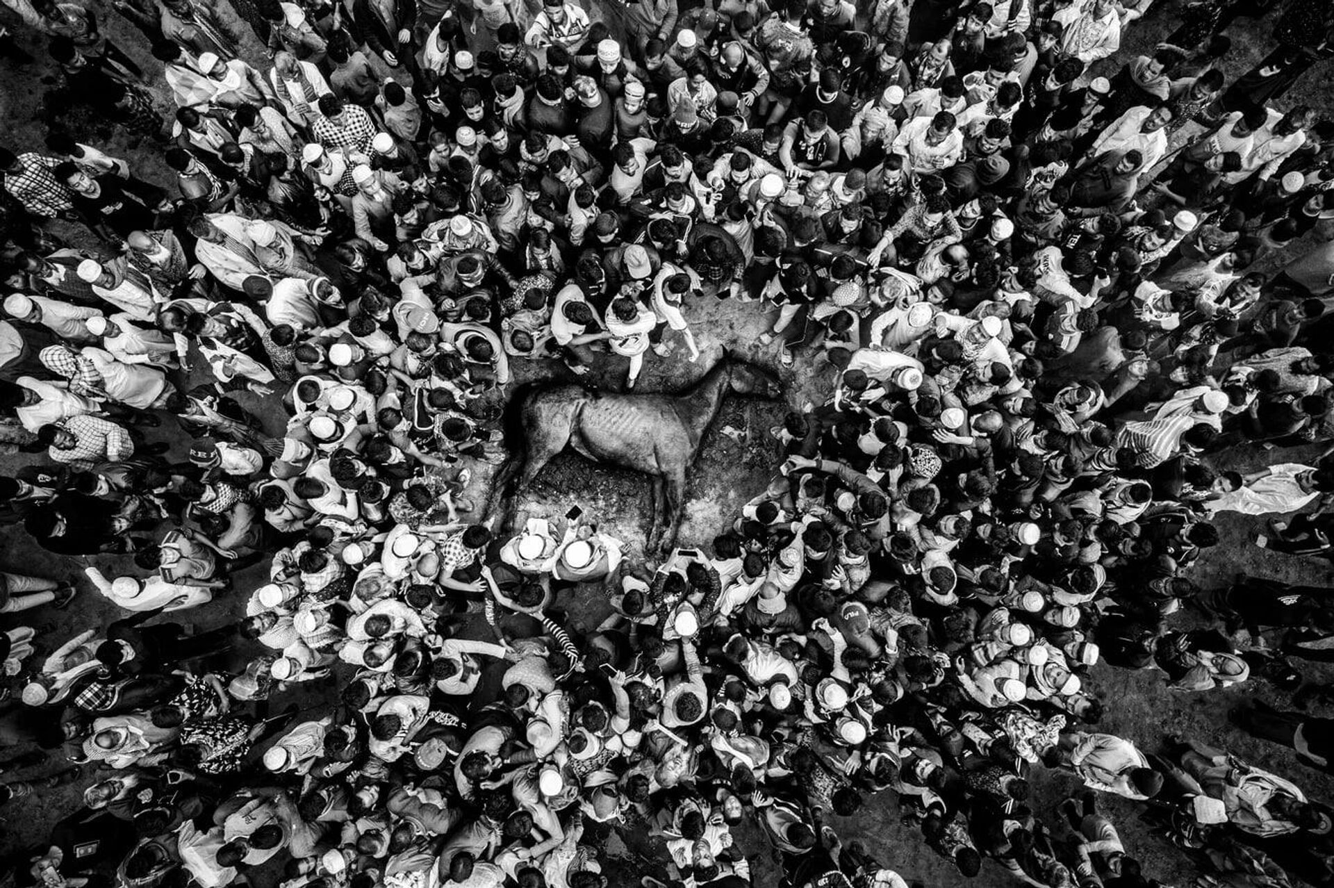 Последний забег: падение чемпиона, фотограф С.М. Аль Музтаба Росул. Бангладеш. Номинация Спорт 1-е место Последний забег: падение чемпиона, фотограф С.М. Аль Музтаба Росул. Бангладеш. Номинация Спорт 1-е место - Sputnik Таджикистан, 1920, 18.11.2025