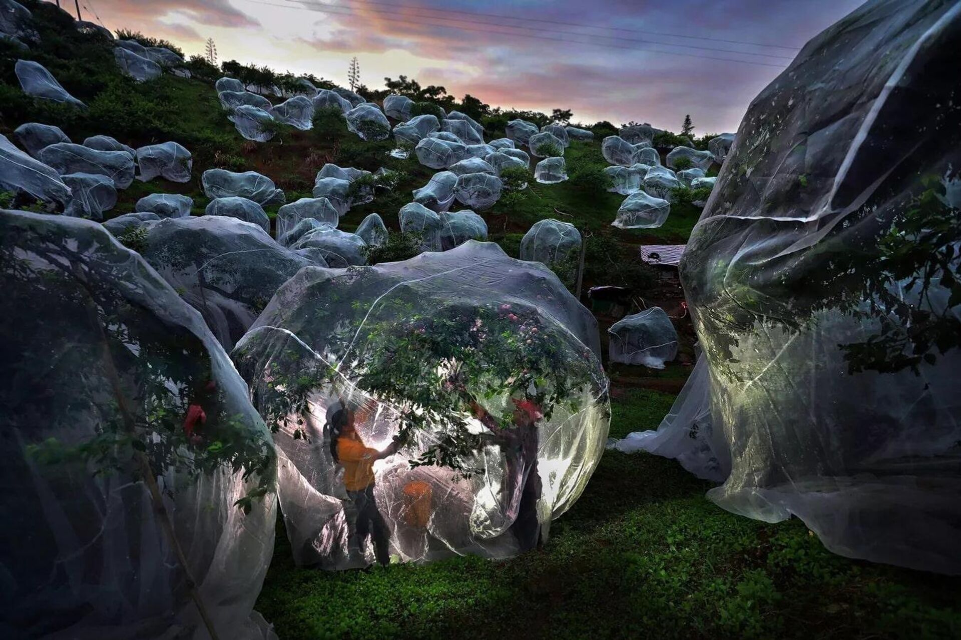 Фруктовые деревья под тентами, фотограф Мэндань Чжу, Китай Фруктовые деревья под тентами, фотограф Мэндань Чжу, Китай - Sputnik Таджикистан, 1920, 18.11.2025