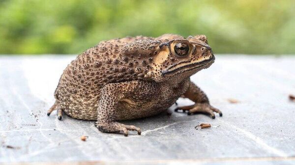 В России нашли лягушку, пропавшую более 40 лет назад - Sputnik Таджикистан