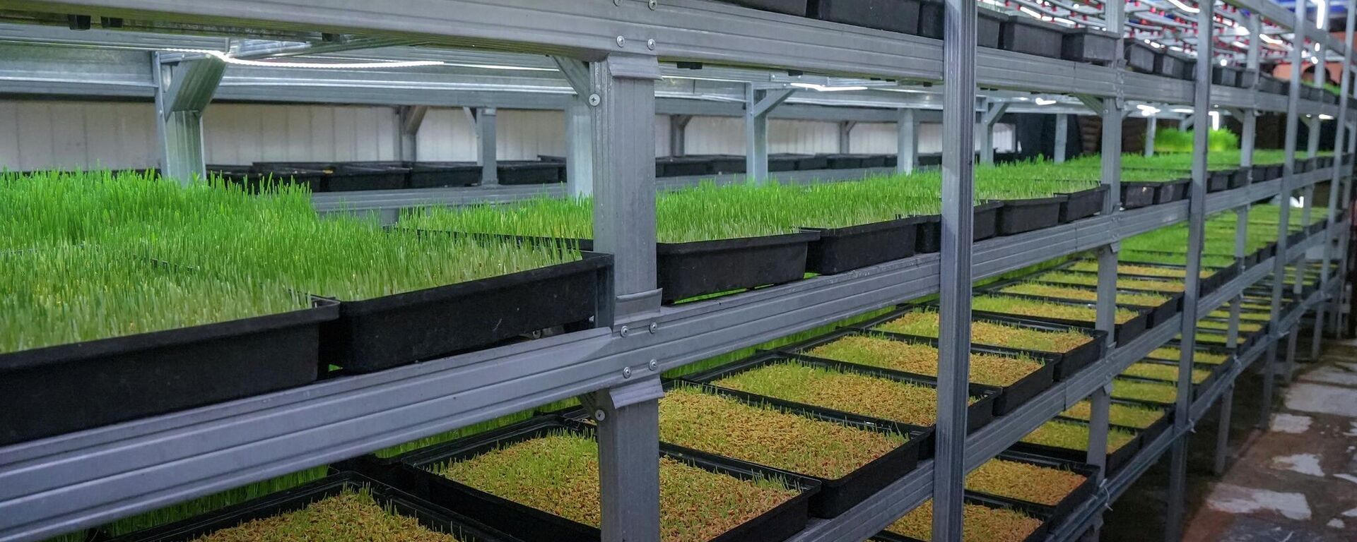 Истифодаи панелҳои офтобӣ барои ғизои чорво дар Панҷакент - Sputnik Тоҷикистон, 1920, 04.12.2025