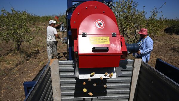 Сбор урожая миндаля в Межводненском сельском поселении Черноморского района Республики Крым. - Sputnik Таджикистан