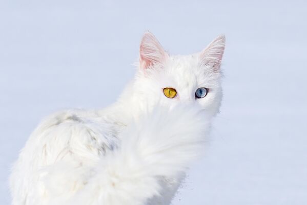 Ванский кот из Исследовательского центра ван кедиси ("Дом ванской кошки") при Ванском университете в Турции гуляет по белому снегу. Ванский кот из Исследовательского центра ван кедиси ("Дом ванской кошки") при Ванском университете в Турции гуляет по белому снегу. - Sputnik Таджикистан