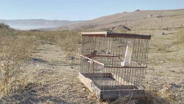 ‍⬛ В Истаравшане задержали ловцов щеглов: два гражданина получили административку за незаконную поимку певчих птиц - Sputnik Таджикистан