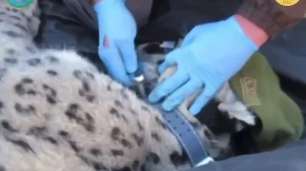 Бабри барфӣ зери пайгирии моҳвораӣ гузошта шуд - Sputnik Тоҷикистон