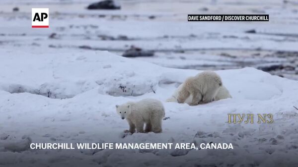 ‍ Чужих детей не бывает: даже у животных - Sputnik Таджикистан