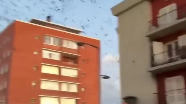 В Уругвае случилось нашествие стрекоз - Sputnik Таджикистан