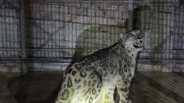 В Кыргызстане поймали снежного барса, забравшегося на дерево в одном из сел - Sputnik Таджикистан