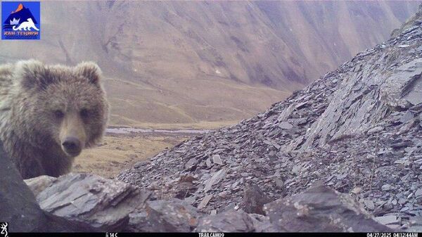 В Кыргызстане увеличилась популяция тянь-шанского медведя, сообщили в госпарке Хан Тенири - Sputnik Таджикистан