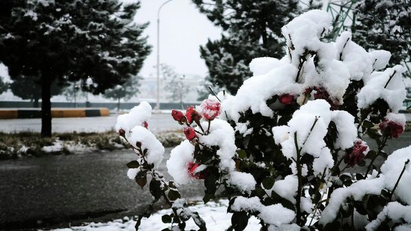 Цвета этому дню добавляют бутоны под шапкой снега.  - Sputnik Таджикистан