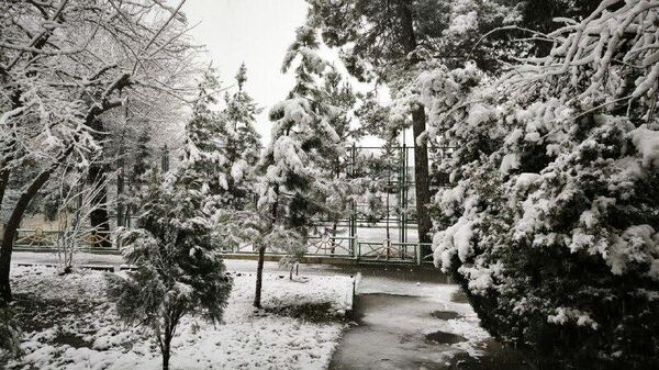 Фазои сабзи шаҳр бо барф пӯшонида шудааст. - Sputnik Тоҷикистон