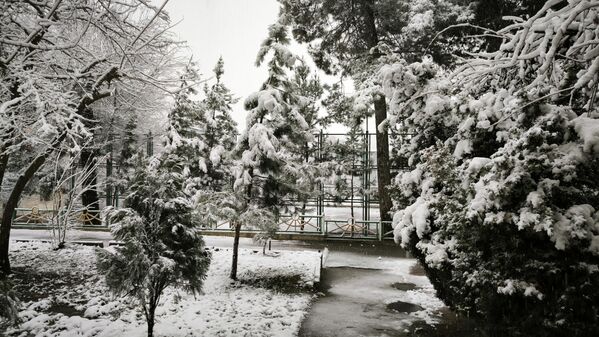 Фазои сабзи шаҳр бо барф пӯшонида шудааст. - Sputnik Тоҷикистон