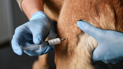 Ветеринар делает укол бездомной собаке в кабинете приюта региональной организации любителей животных "Верный друг" в Крыму. 