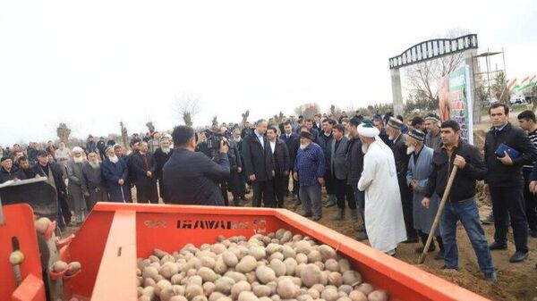 В Джайхунском районе засадят картофелем 8 тыс - Sputnik Таджикистан