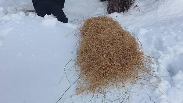 Ҷаналбонҳои тоҷик барои наҷоти ҳайвонот ва парандагон аз сардиҳои зимистон корҳои биотехникӣ гузарониданд - Sputnik Тоҷикистон