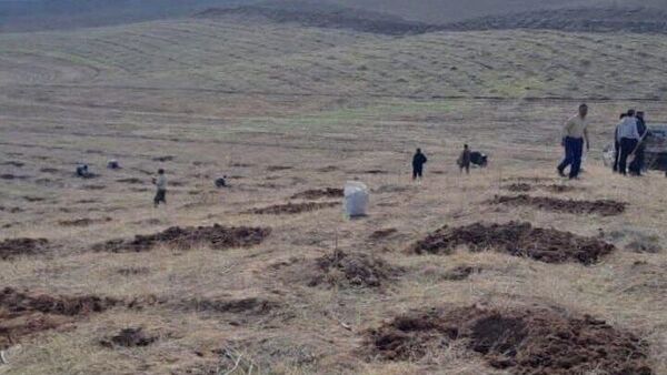 А на закуску - орехи: Дангара продолжает восстанавливать плантации фисташек - Sputnik Таджикистан