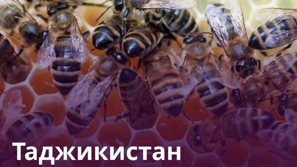 В Таджикистане собрали более 3,8 тыс - Sputnik Таджикистан