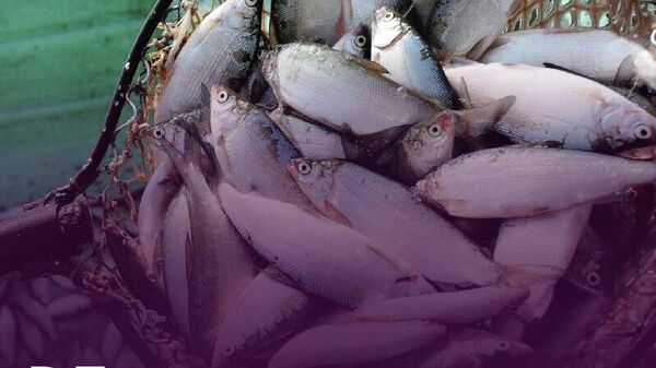 В Таджикистане поймали 5,5 тыс - Sputnik Таджикистан