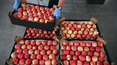 Упаковка яблок в коробки для транспортировки на сельскохозяйственном предприятии ООО "Агро-07" в Кабардино-Балкарии.