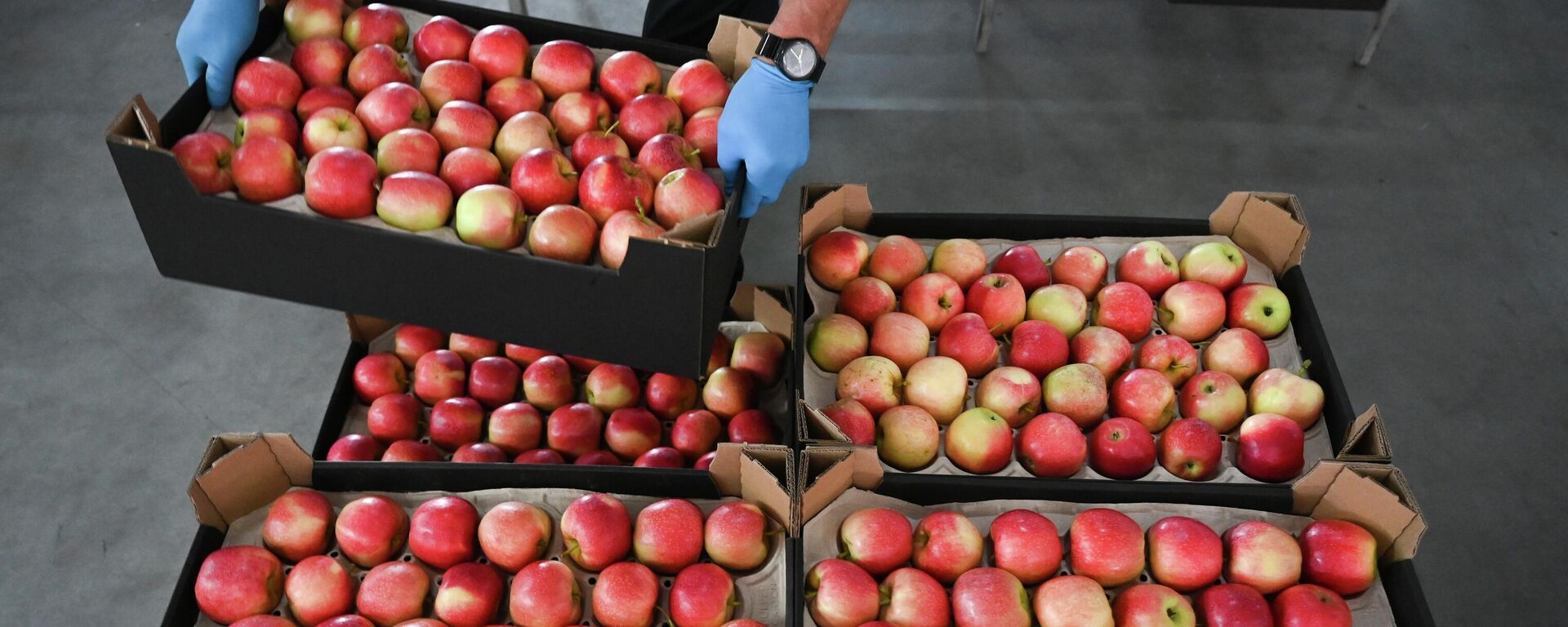 Упаковка яблок в коробки для транспортировки на сельскохозяйственном предприятии. Иллюстративное фото - Sputnik Таджикистан, 1920, 10.02.2026