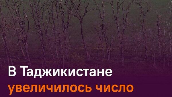 В Таджикистане зафиксировали более 13,4 тыс - Sputnik Таджикистан