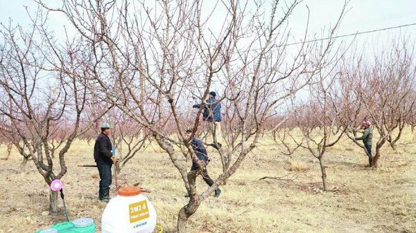 Дар ноҳияи Ашт навъи содиротии гелос мешинонанд - Sputnik Тоҷикистон