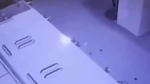 🫏Ишак-сообщник - Sputnik Таджикистан