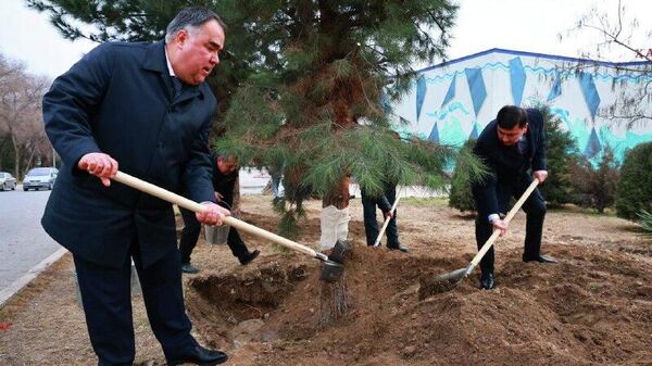 Дар гӯшаҳои гуногуни Хуҷанд дарахтони ороишиву сояафкан шинонда шуд - Sputnik Тоҷикистон