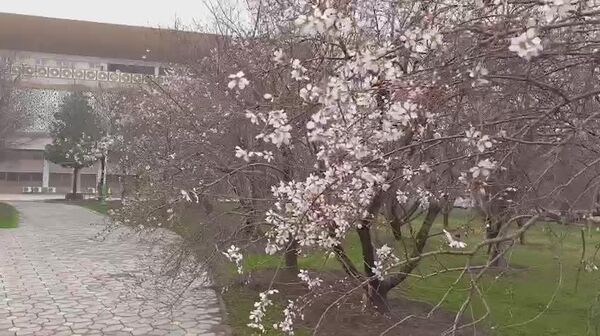 На календаре зима, а за окном уже весна: вот такие цветущие деревья запечатлел корреспондент @SputnikTj на улицах Душанбе - Sputnik Таджикистан