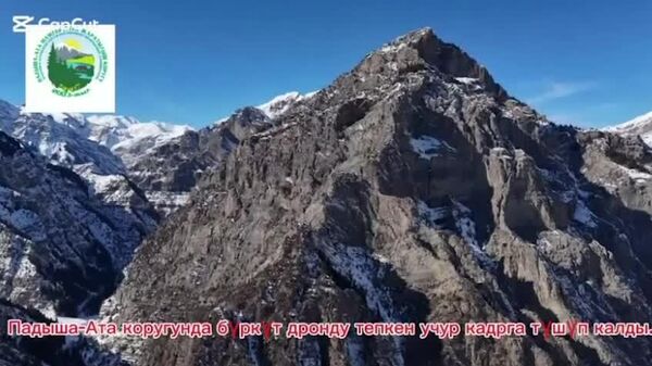 Жестокие кадры: в горах Аксыйского района [беркут атаковал дрон] - Sputnik Таджикистан