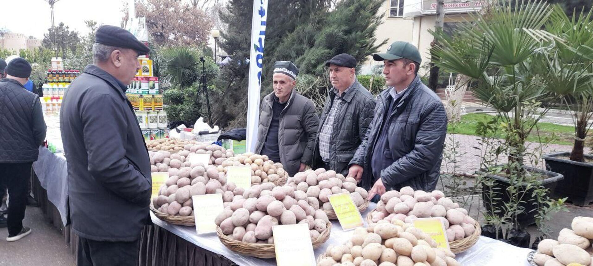 Ярмарка саженцев в Худжанде - Sputnik Таджикистан, 1920, 23.02.2026