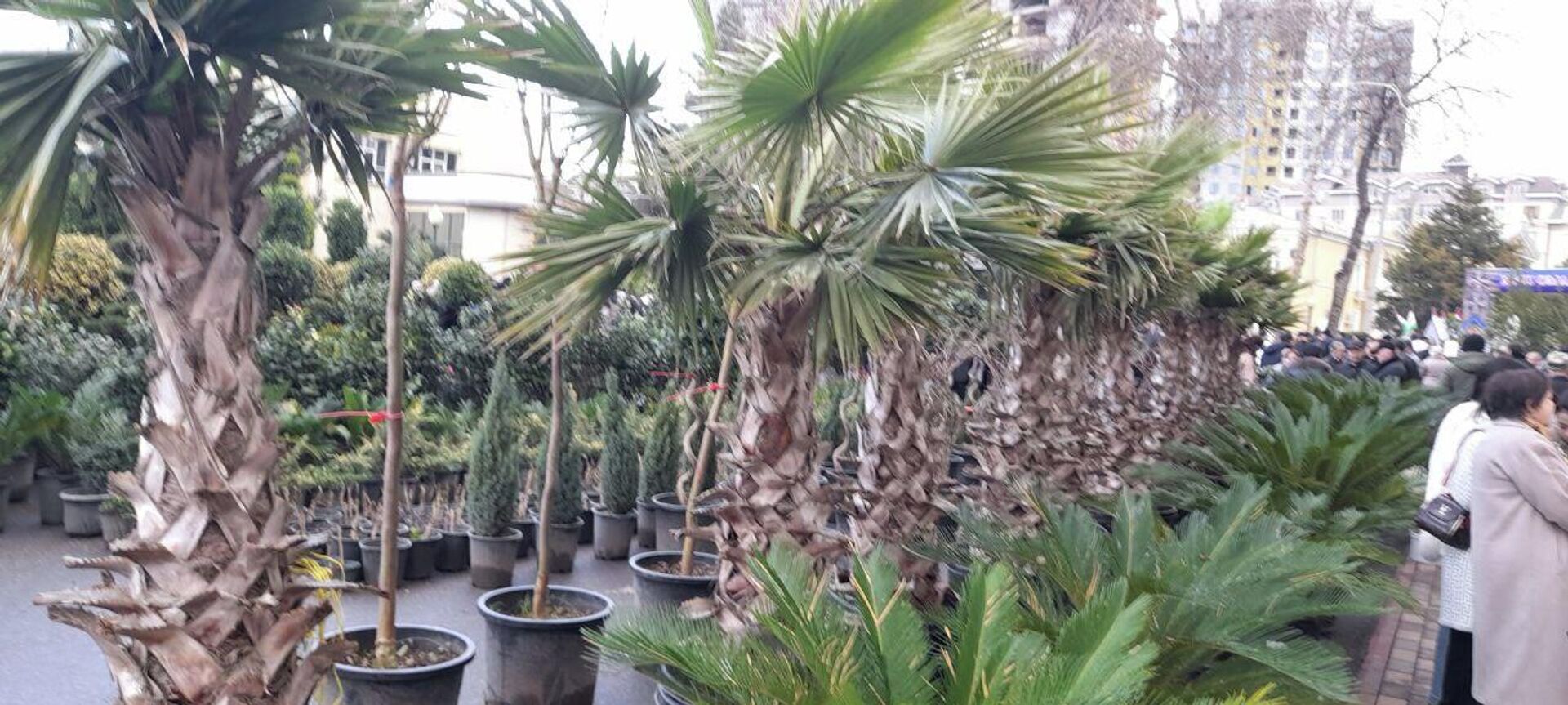 Ярмарка саженцев в Худжанде - Sputnik Таджикистан, 1920, 23.02.2026