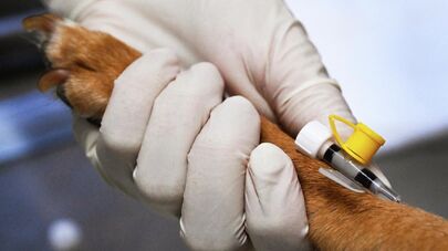 Работа ветеринарной клиники