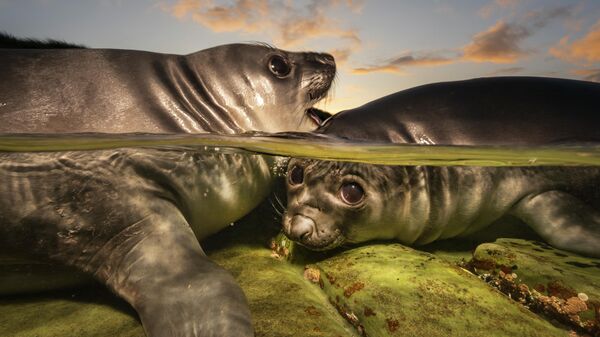 Снимок Rockpool Rookies австралийского фотографа Matty Smith, ставший победителем в конкурсе The Underwater Photographer of the Year 2026 - Sputnik Таджикистан